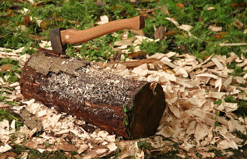 Штраф до 22 500 рублей. Белорусов предупредили об “административке” с 16 февраля за эти действия с деревьями