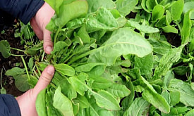 Щавель проснулся: как получить зелень раньше всех