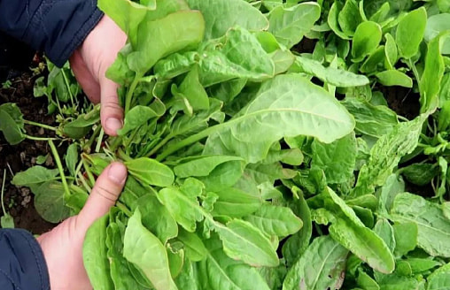 Щавель проснулся: как получить зелень раньше всех