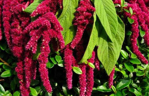 Амарант: и зерно, и цветы, и зелень – стоит ли возвращать “забытый” суперфуд