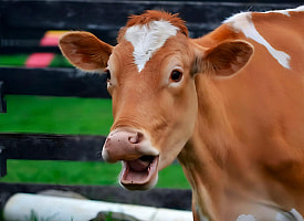 Россия вернула в Беларусь более 20 коров. Чем не угодили?