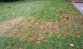 Газон пожелтел: спасать или проще пересеять? Проверяем перед тем, как браться за грабли