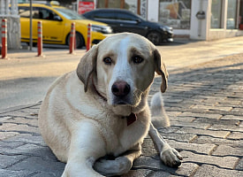 В Борисове орудует живодер: разбрасывает приманки с рыболовными крючками