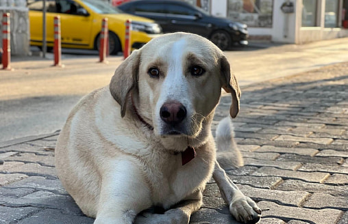 В Борисове орудует живодер: разбрасывает приманки с рыболовными крючками