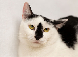 Пришел на свидание – ушел с котом: Betera проведет вечер знакомств ко Дню влюбленных