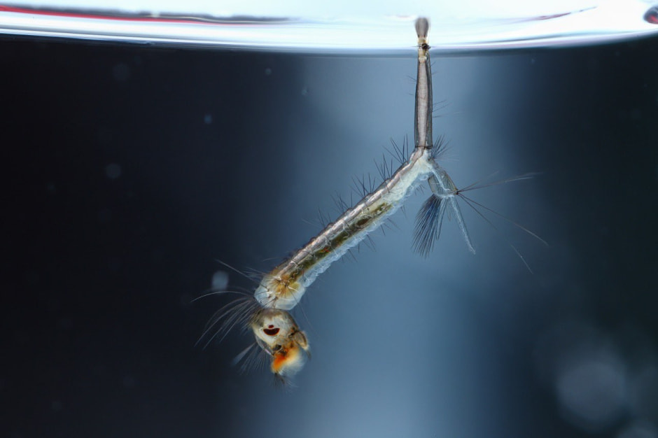 8-Личинка комара Кулекса.jpg