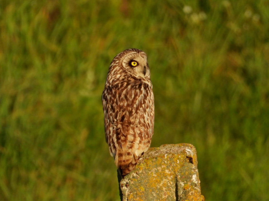 Сергей Резов и бердвотчинг 8.jpg