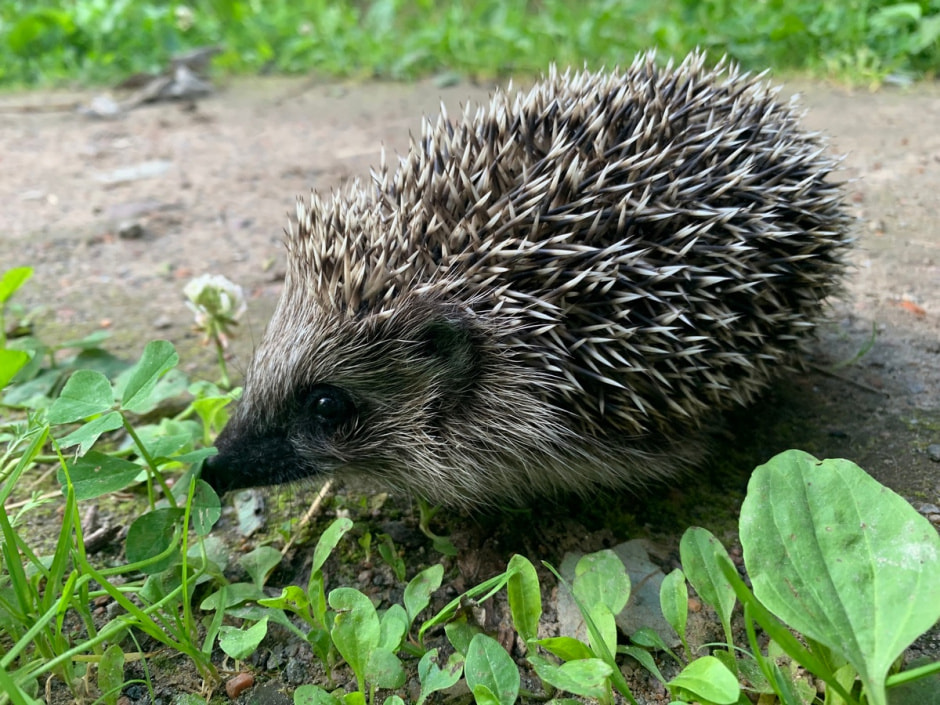 Мифы про ежей 11.jpg