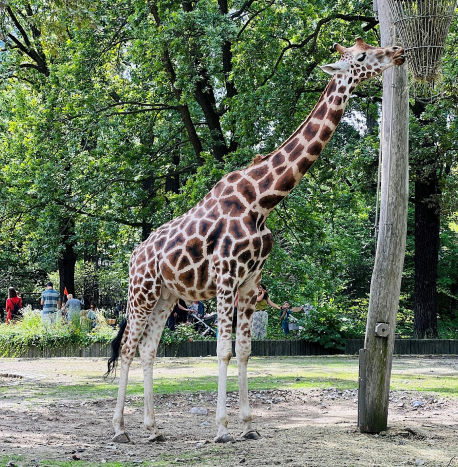 Берлинский зоопарк 12.jpg