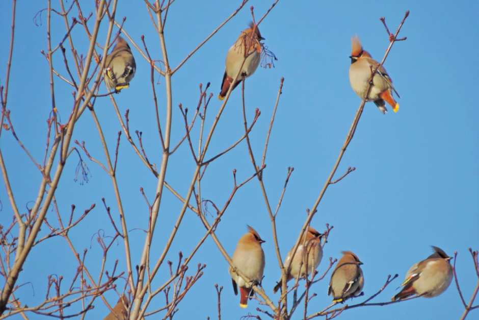 Свиристель 2.png