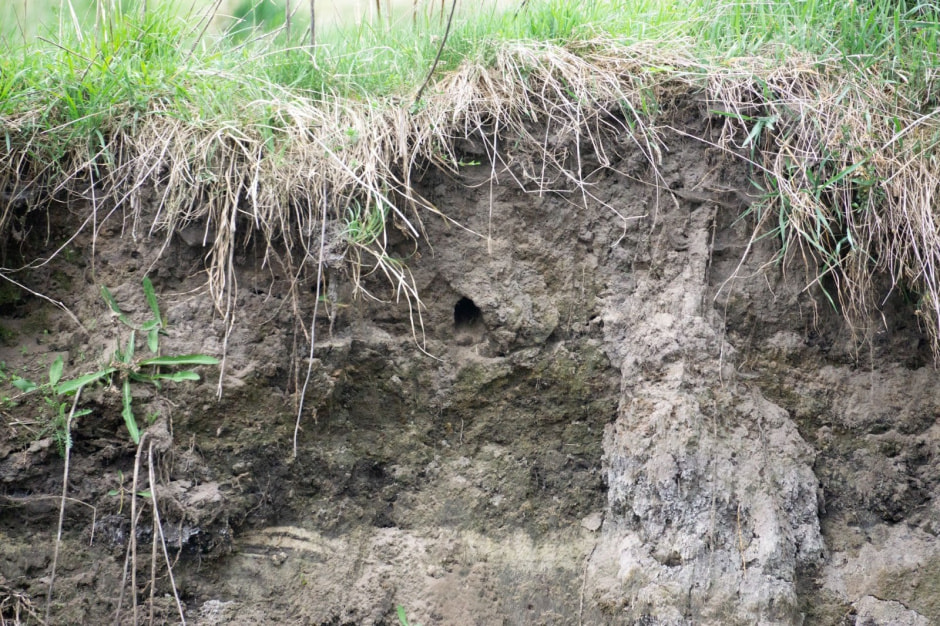 Зимородок 4.jpg