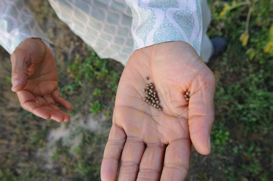 Индиец в деревне 17_семена.jpg