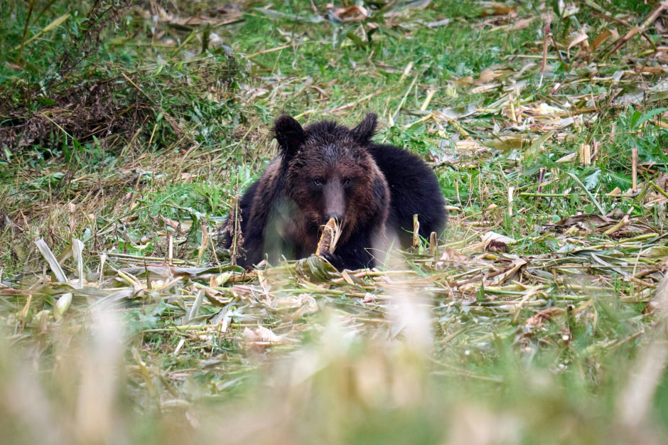 Медведь.jpg Медведь.jpg