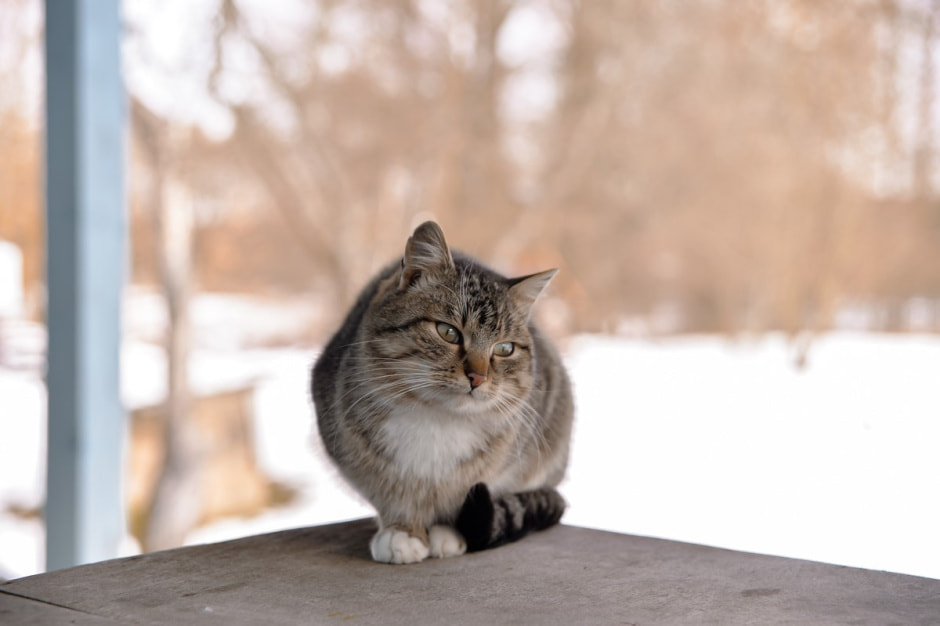 Возрождение деревни Косаричи 3.jpg