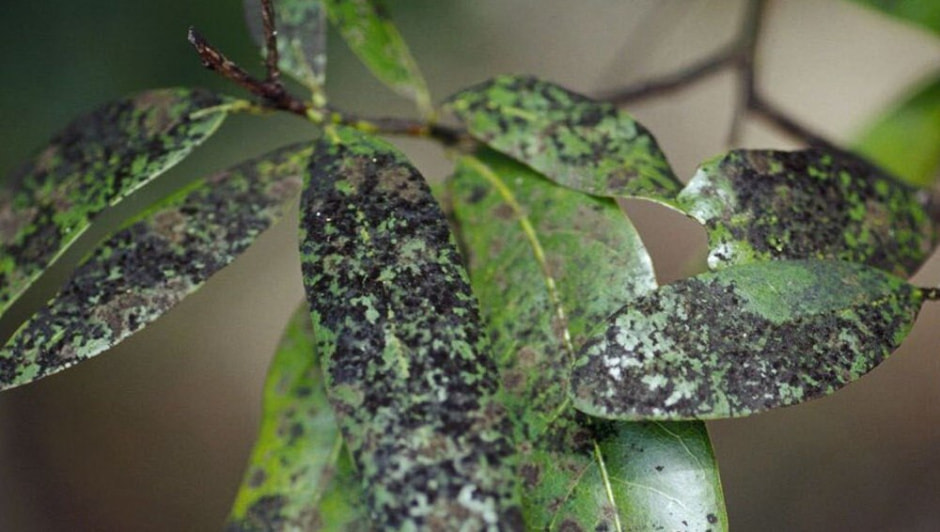 грибок на даче грибок на даче