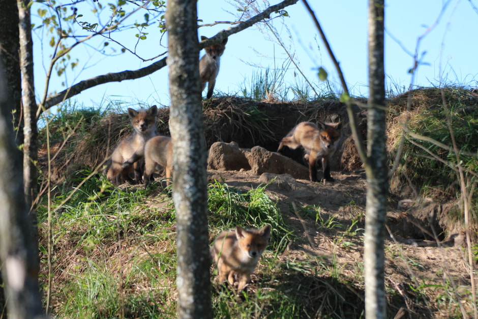 лисята.JPG
