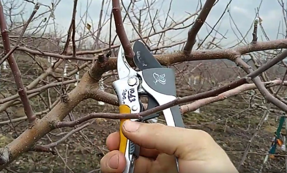 обрезка кустарников обрезка кустарников