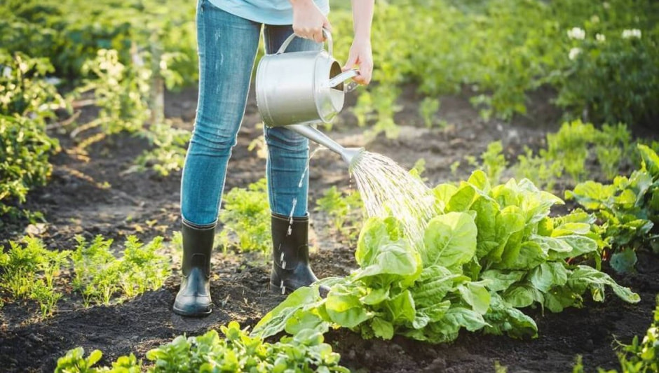 Огород.jpg Огород.jpg