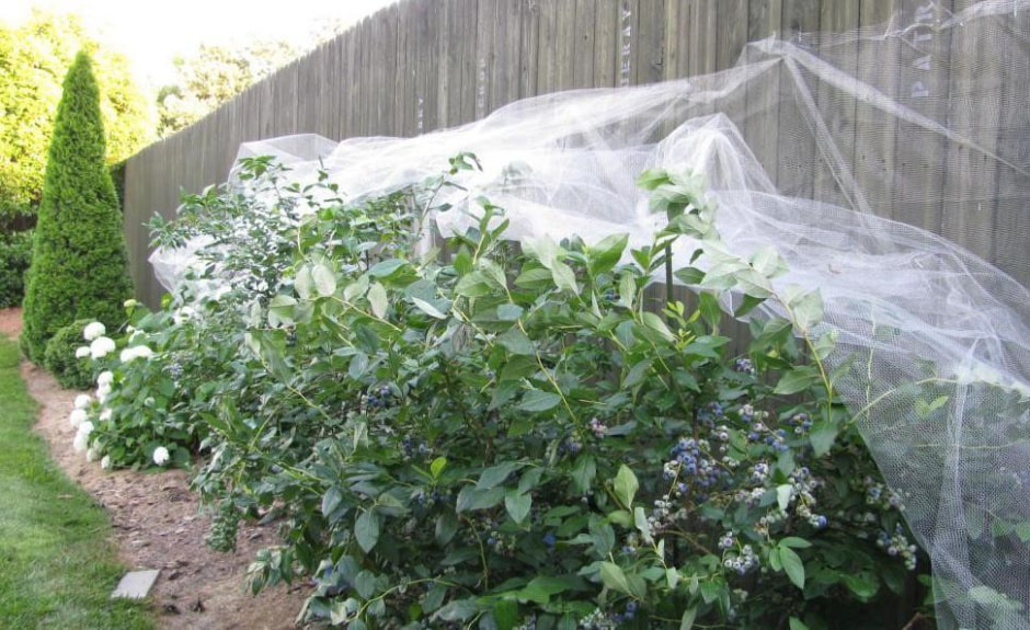 Почему не плодоносит голубика 8.jpg