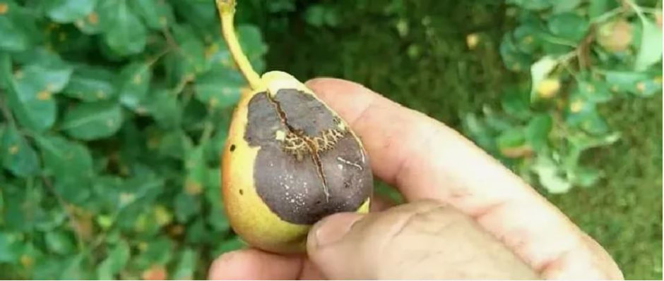Гнилая груша