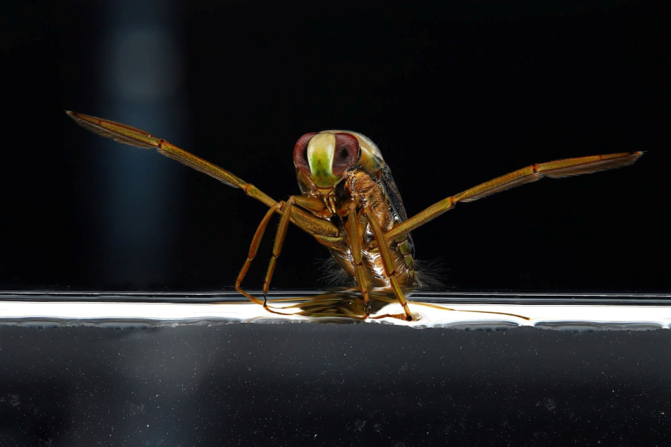 Финалисты конкурса Дикая природа Беларуси-2024 9.jpg