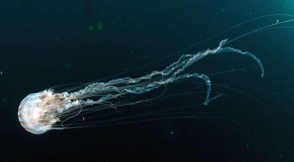 Кубомедузы .jpg