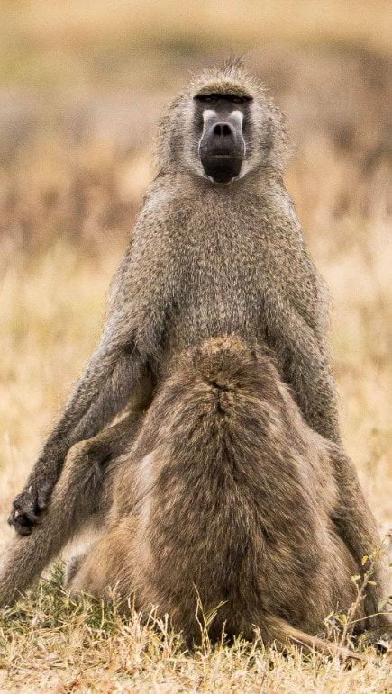 Двусмысленные обезьяньи дела.jpg