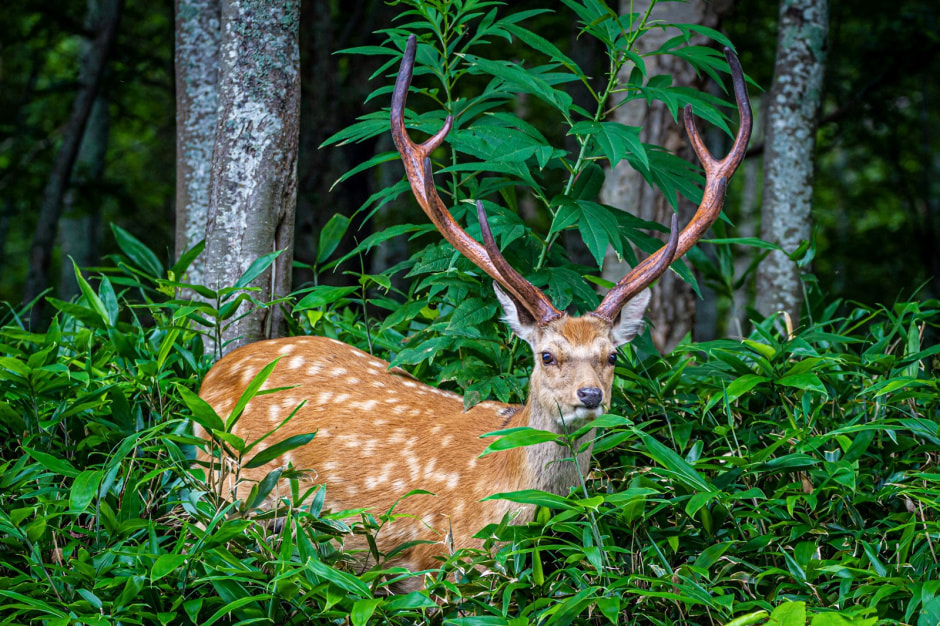 Пятнистый олень 9.jpg