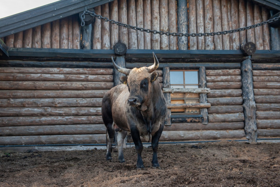 Быки Хека 9.jpg