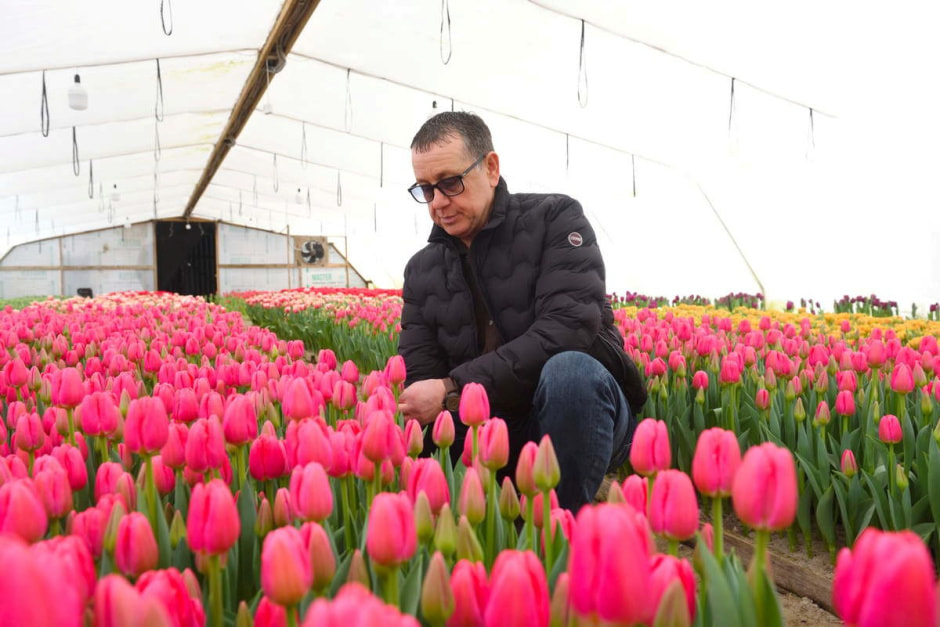 Как на Полесье выращивают тюльпаны 8.jpg