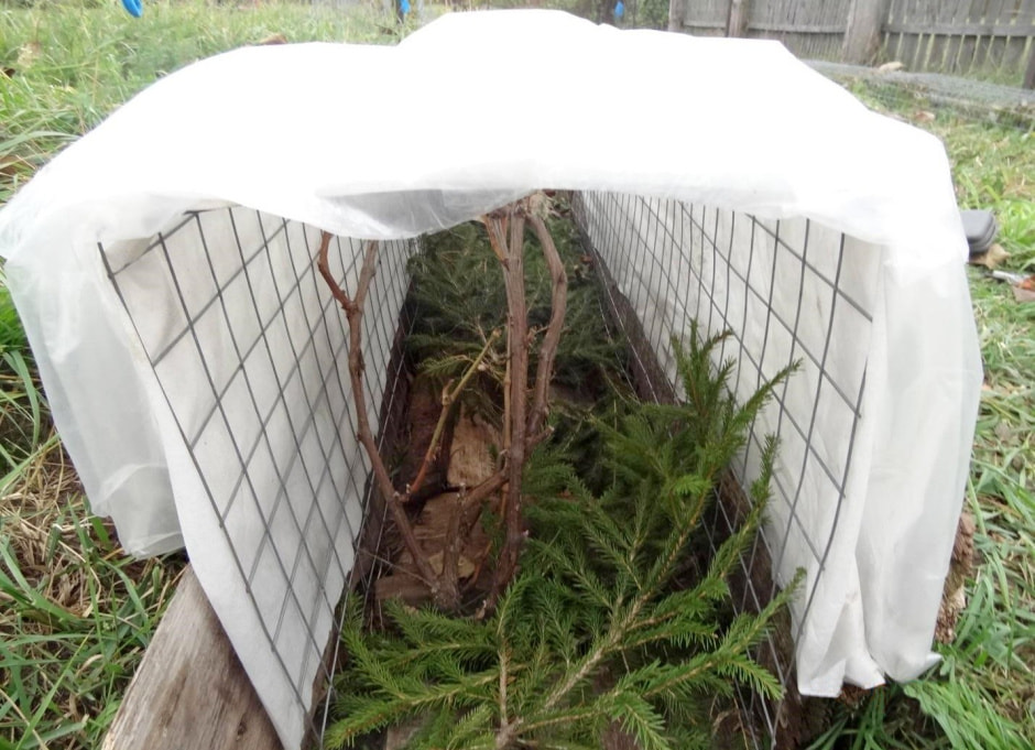 Как ухаживать за виноградом 6.jpg