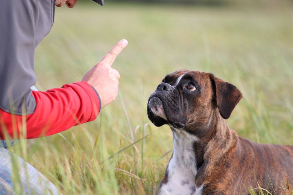 Обучение собаки.jpg