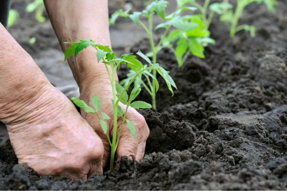 рассада томатов.jpg