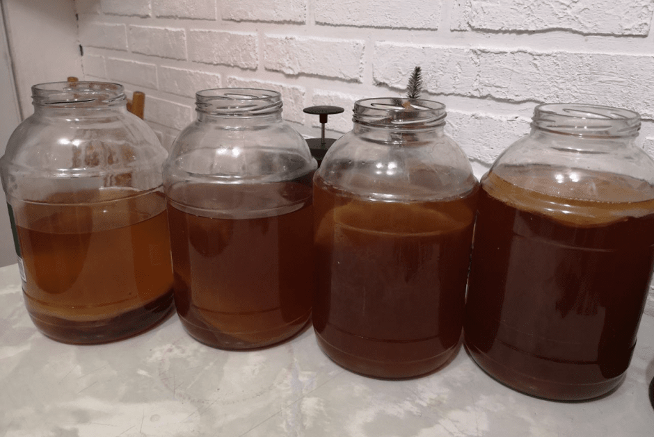 чайный гриб