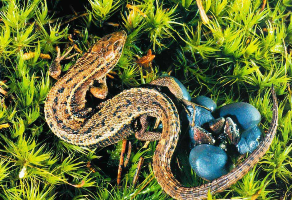 Живородящая ящерица 7.png