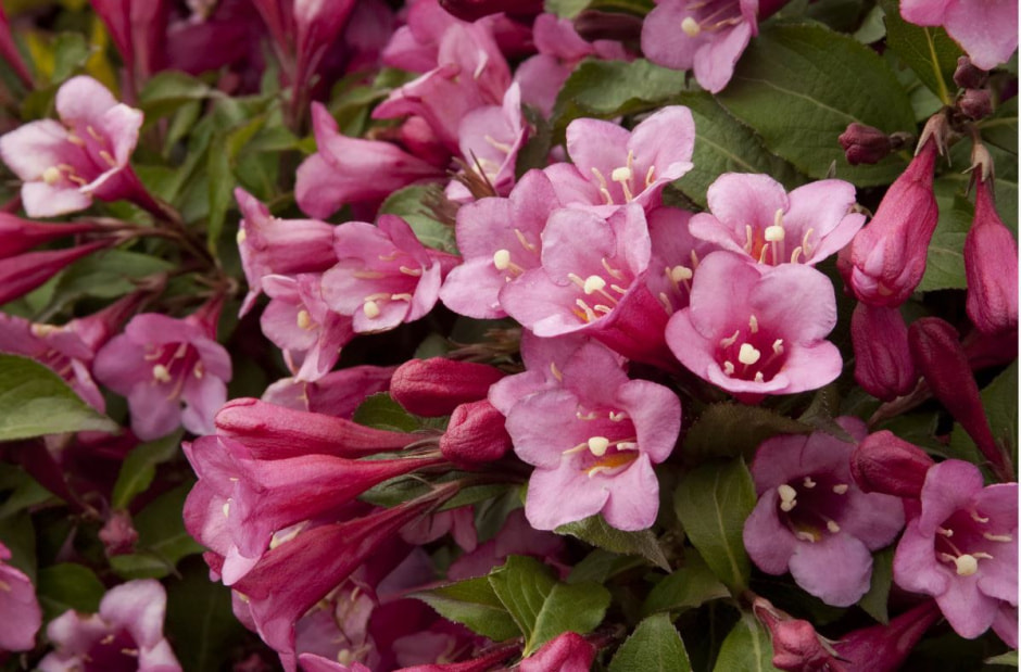 Вейгела зацвела