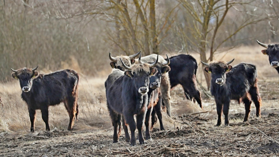 Быки Хека 4.jpg