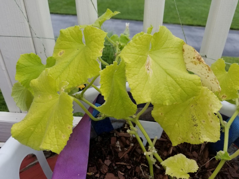 Удобрение овощей 9.jpg