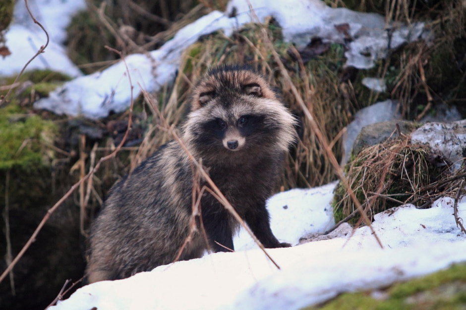 спячка-енотовидная собака.jpg