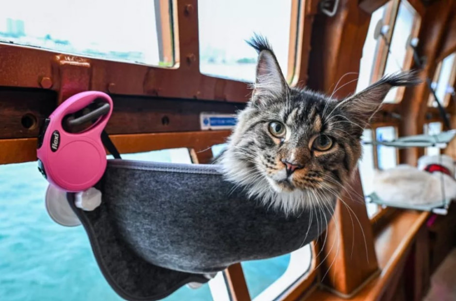 Круиз для кошек..jpg Круиз для кошек..jpg