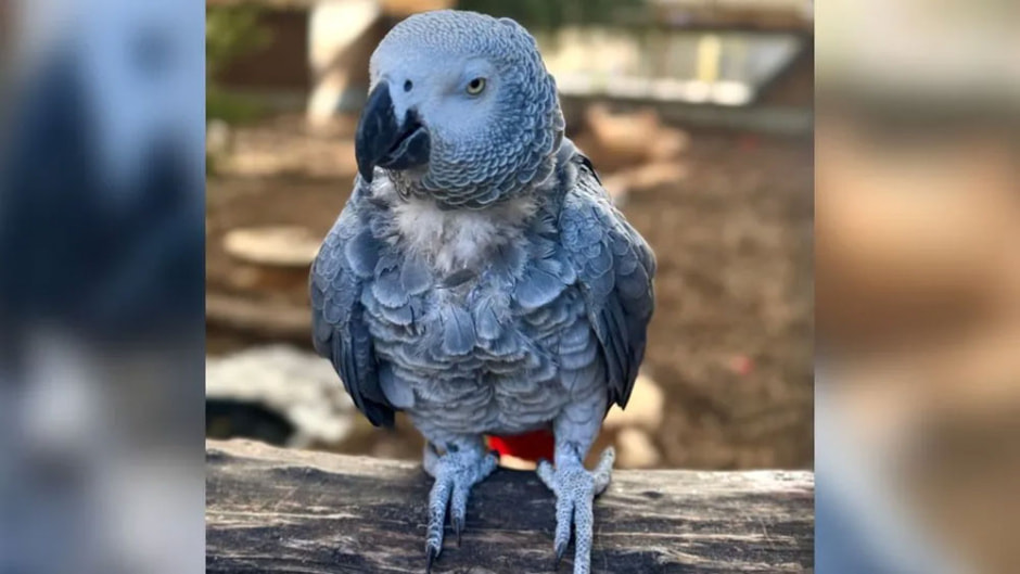 parrot2.jpg
