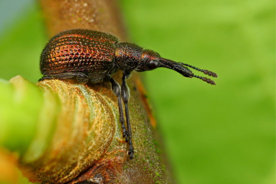 Макрофото насекомых 3.png