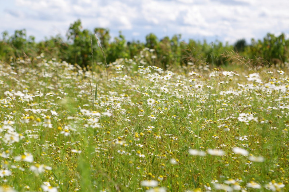 Фиточаи Калина 20.jpg