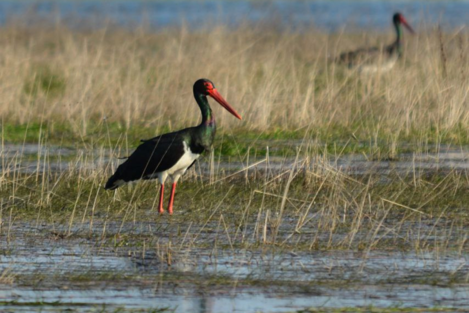 Черные аисты 8.png