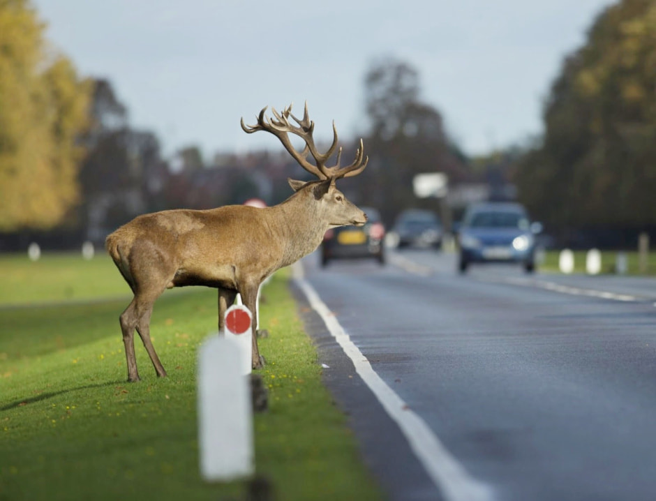 Экодуки и тоннели для животных 10.jpg