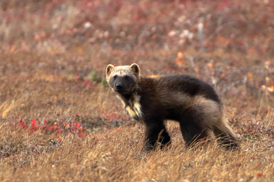 росомаха 2.jpeg