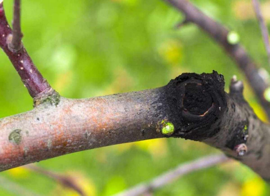 Рак плодовых деревьев 1-1.jpg