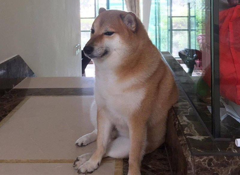 Собака-мем 1.jpg