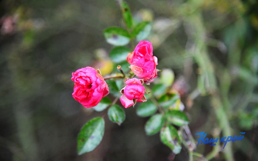 шиповник шиповник.jpg