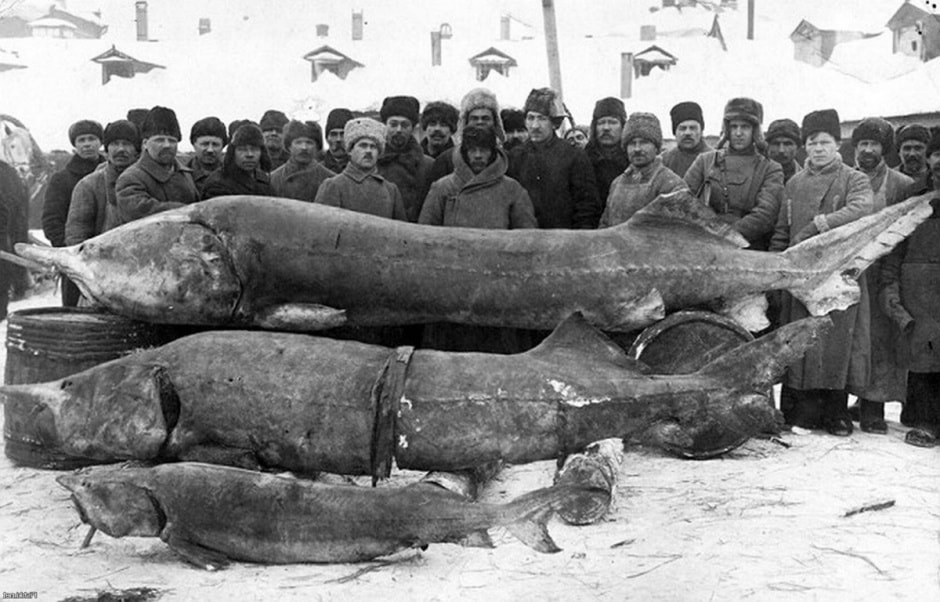 Рыбный мир Беларуси 9.jpg Рыбный мир Беларуси 9.jpg